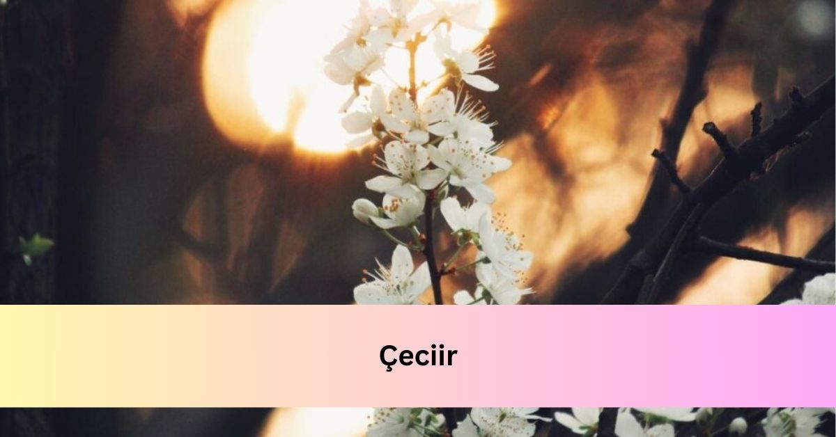 Çeciir