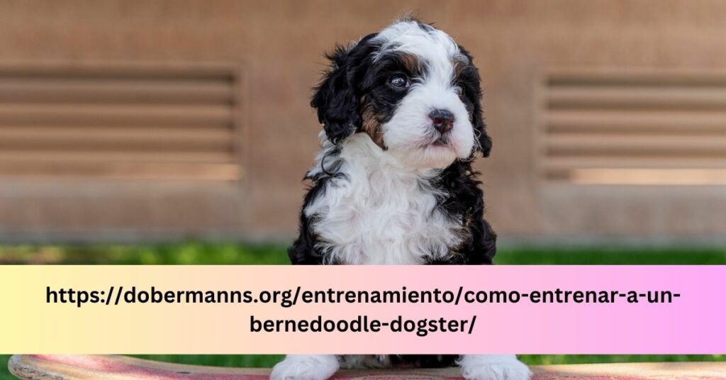 httpsdobermanns.orgentrenamientocomo-entrenar-a-un-bernedoodle-dogster